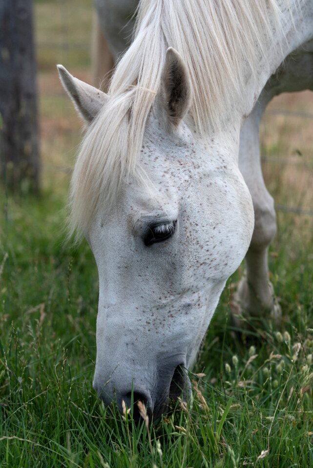 Australian pony grey grazing