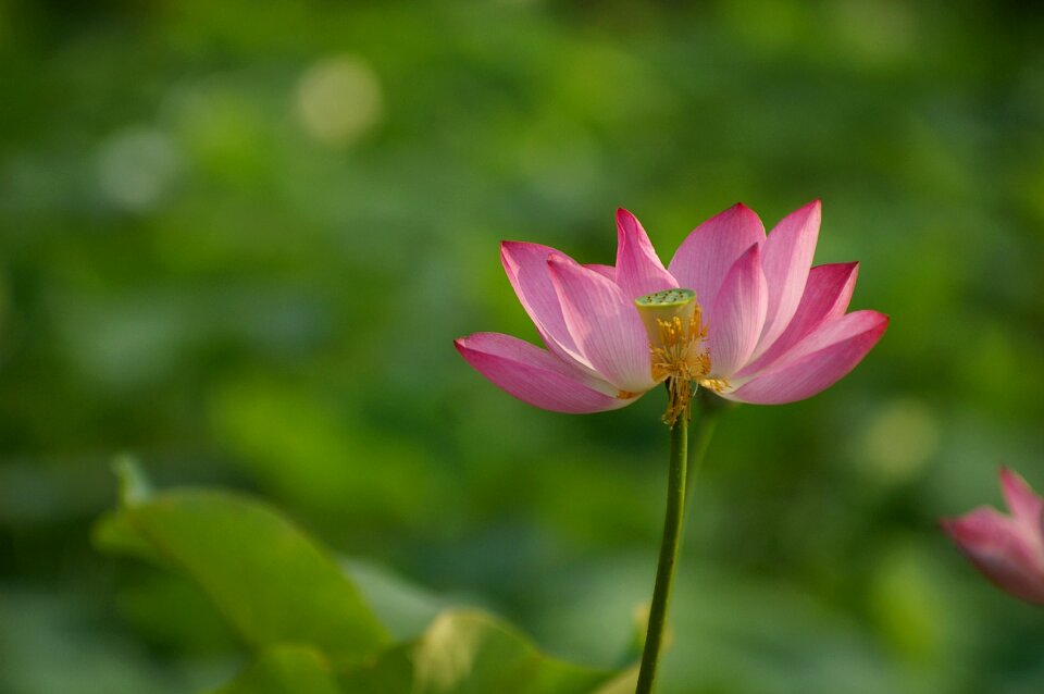 Flowers lotus nature