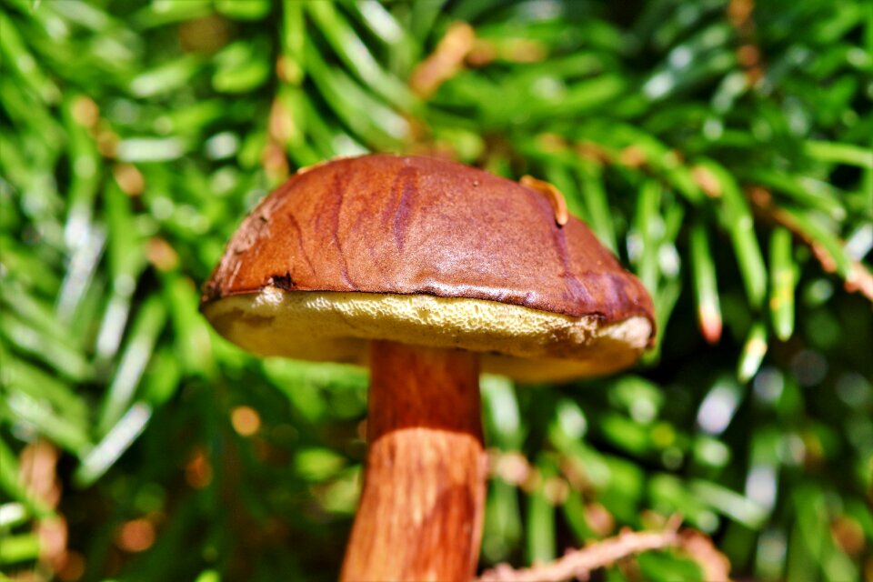 Coniferous forest food forest