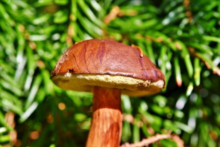 Coniferous forest food forest