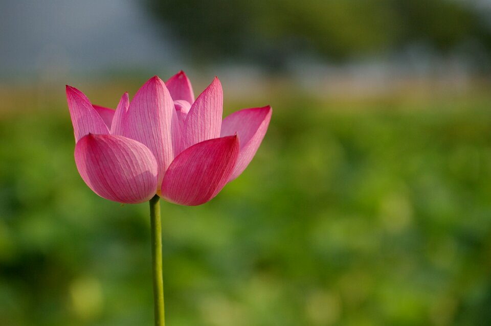 Flowers lotus nature