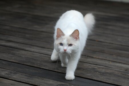 Cat predators playful
