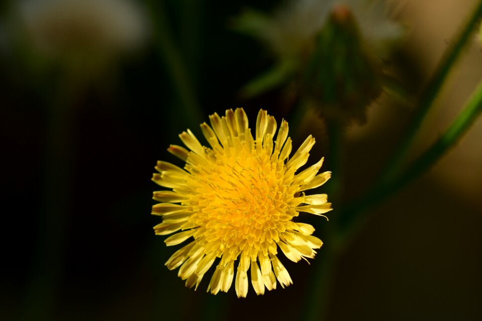 Yellow petal blossom flora