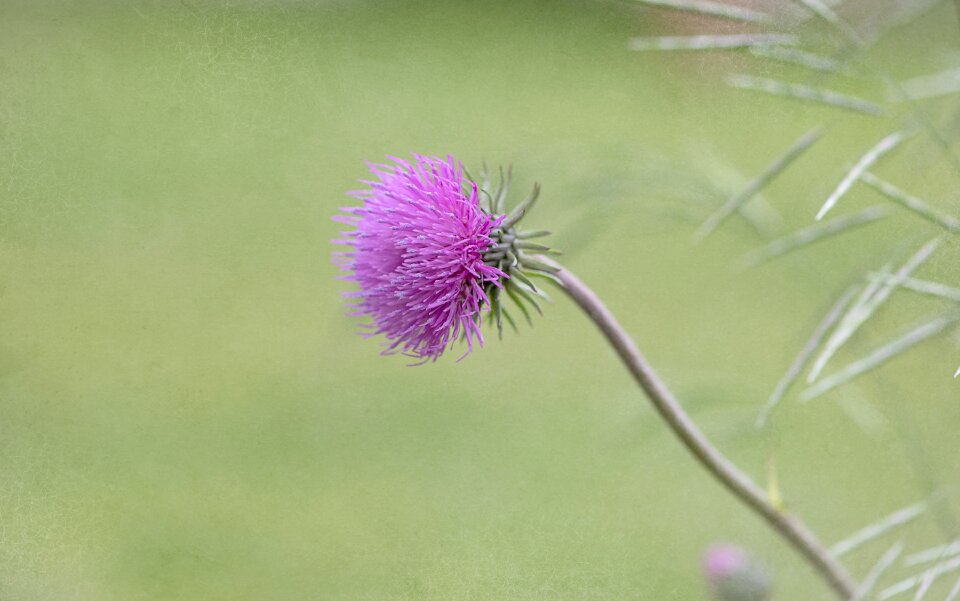 Bloom pointed flower wild flower