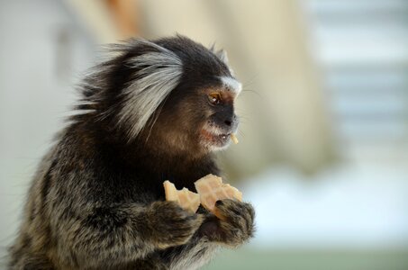 Beautiful nature mammal