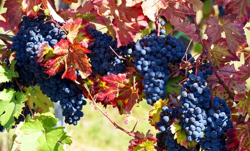 Autumn vine vineyard