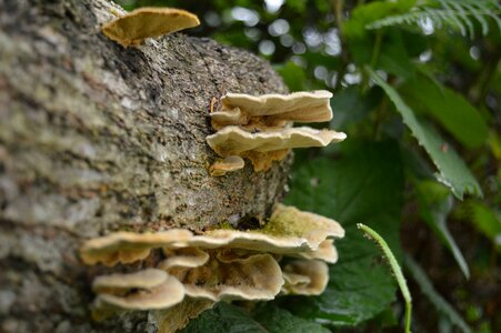 Tree nature wood photo