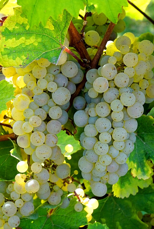 Harvest vine winegrowing