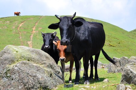 Cow hayfield farm