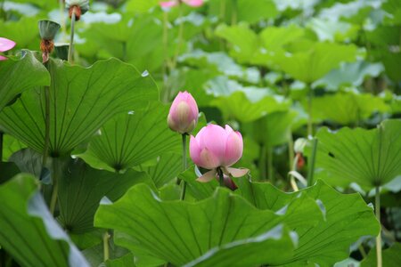 Lotus pink green photo