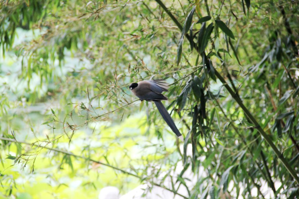 Bamboo bird perched
