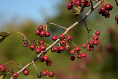 Shrub autumn ornamental shrubs