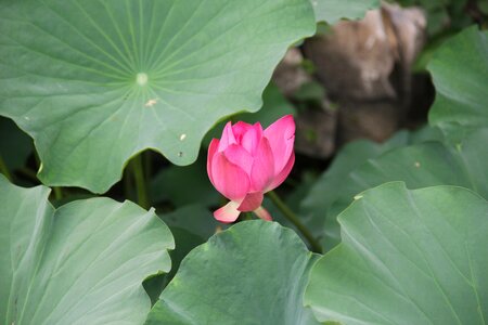 Lotus deep powder green
