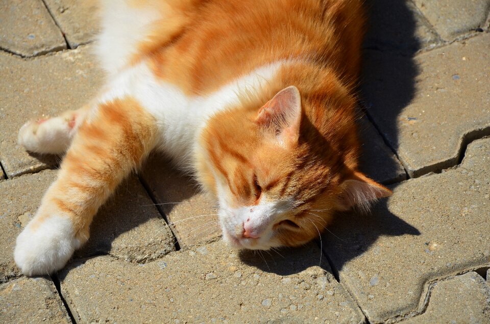 Kitten mammal cute