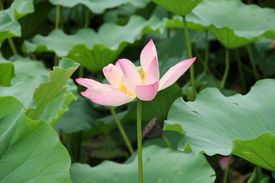 Lotus pink lotus leaf