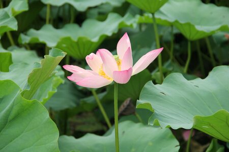 Lotus pink lotus leaf photo