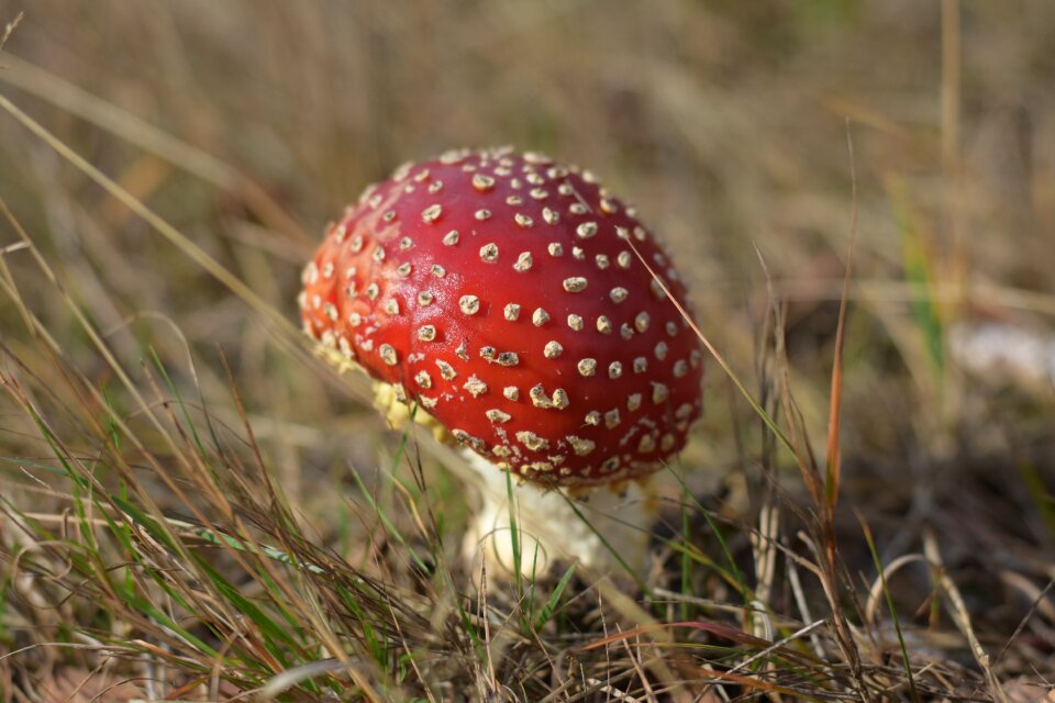 Autumn forest mushrooms