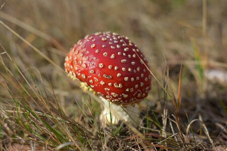 Autumn forest mushrooms photo