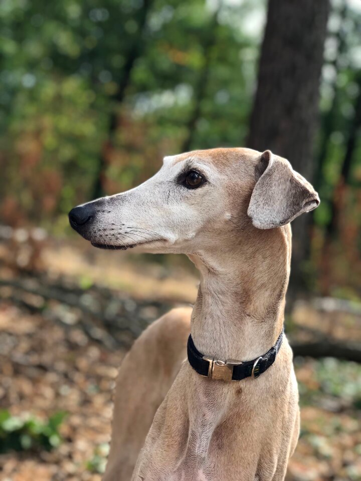 Pet portrait forest