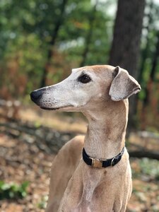 Pet portrait forest