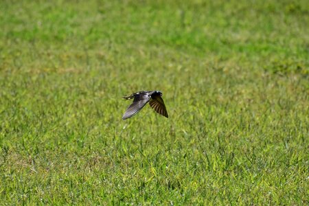 Bird wild birds yan