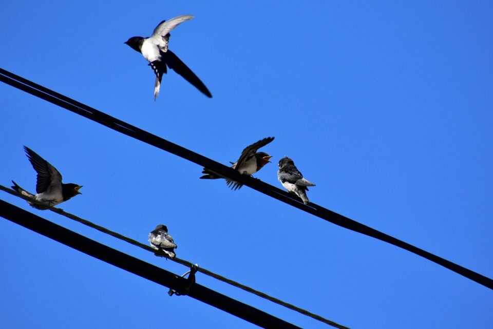 Bird wild birds yan
