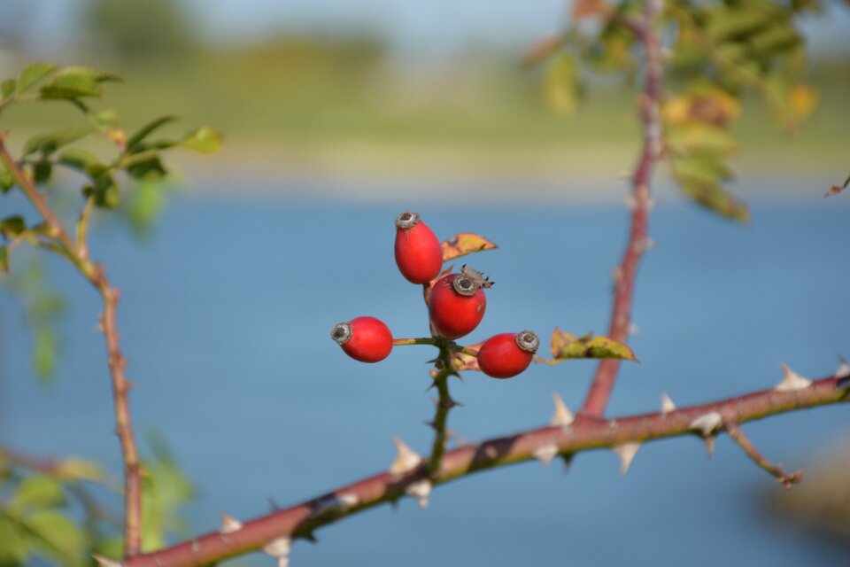 River landscape bloom