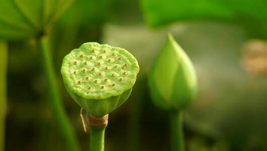 Flower green close-up
