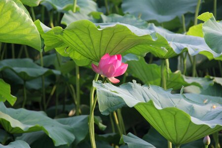 Lotus red lotus leaf photo
