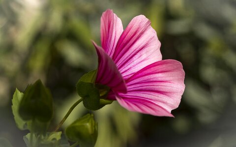 Blossom bloom pink photo