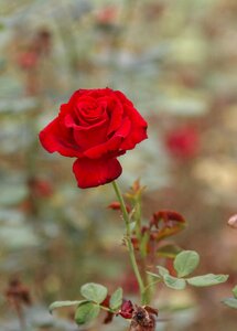 Chinese rose red late autumn