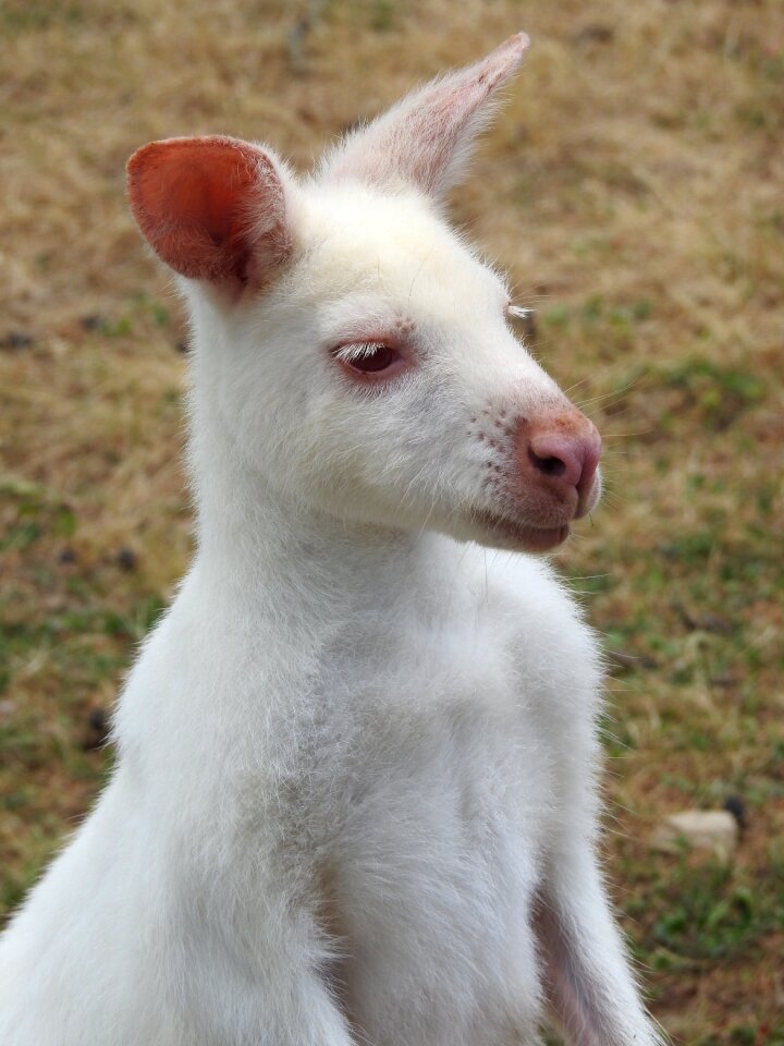 Albino white nature