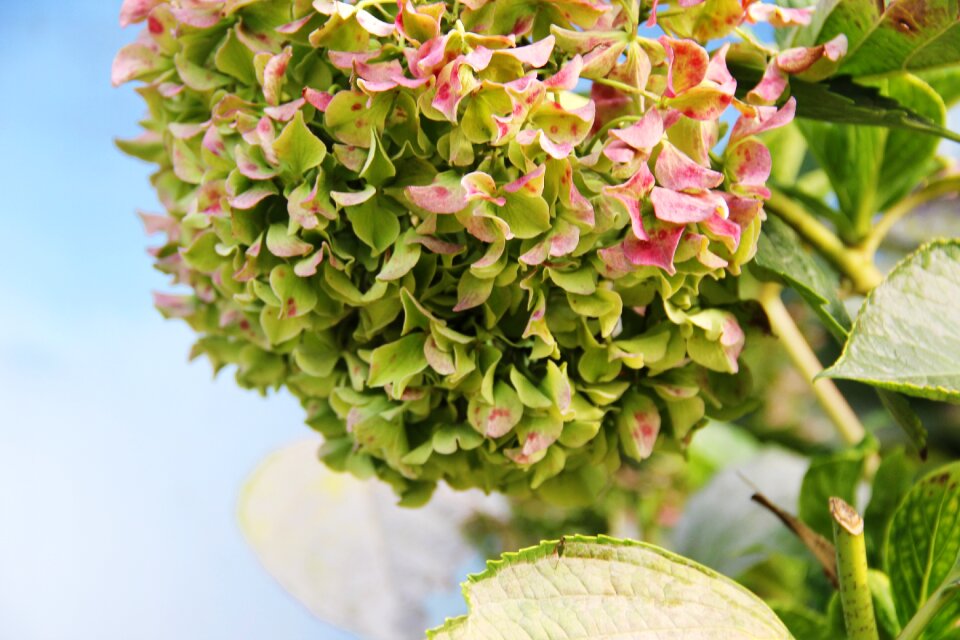 Hydrangea green residual spend