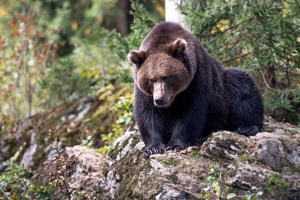 Nature mammal predator