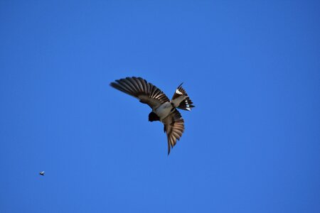 Wild birds yan feathers
