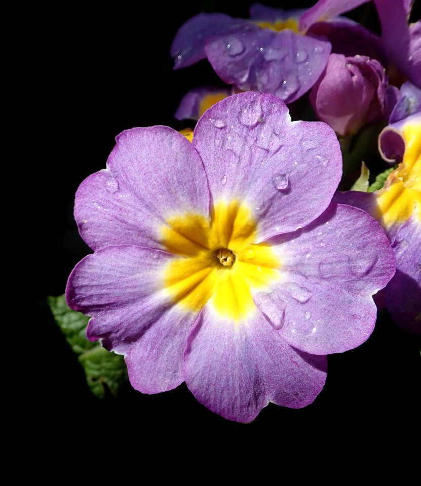 Raindrop bloom plant