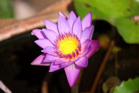 Bloom pond lotus flower