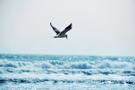 Seagull the sea blue photo