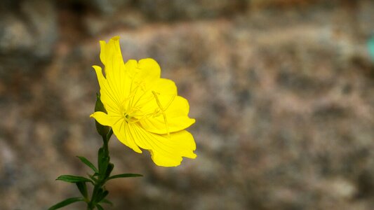 Summer stem floral