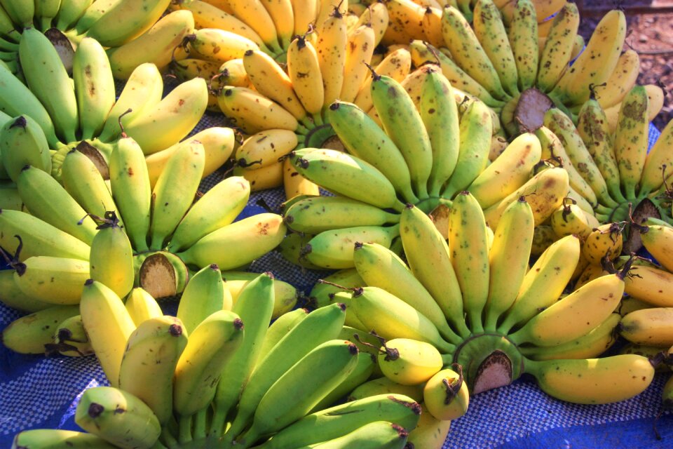 Fruit exotic nutrition