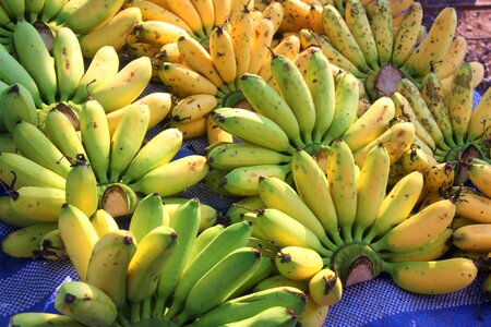 Fruit exotic nutrition