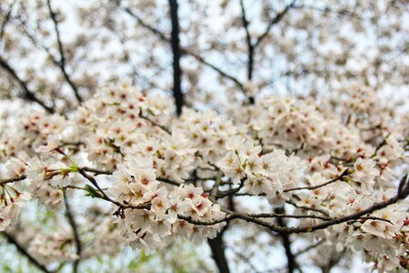 Cherry blossom spring white