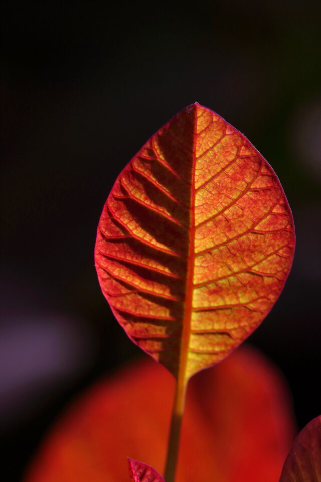 Leaves bright colorful