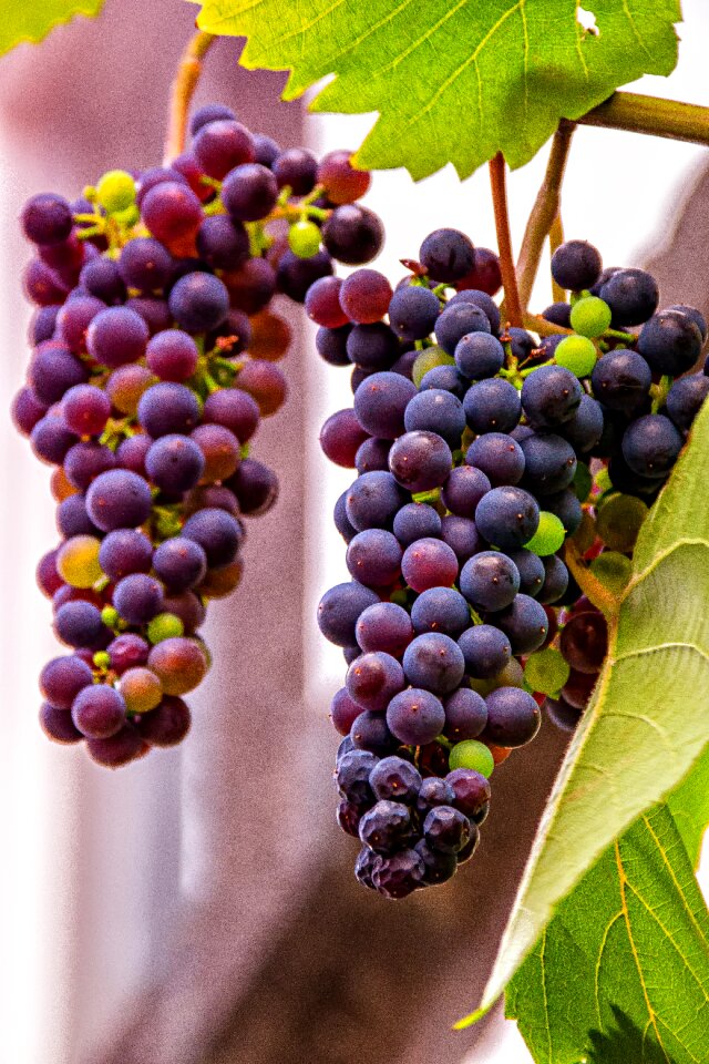 Nature wine winegrowing