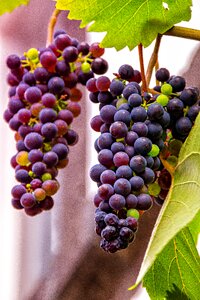 Nature wine winegrowing photo