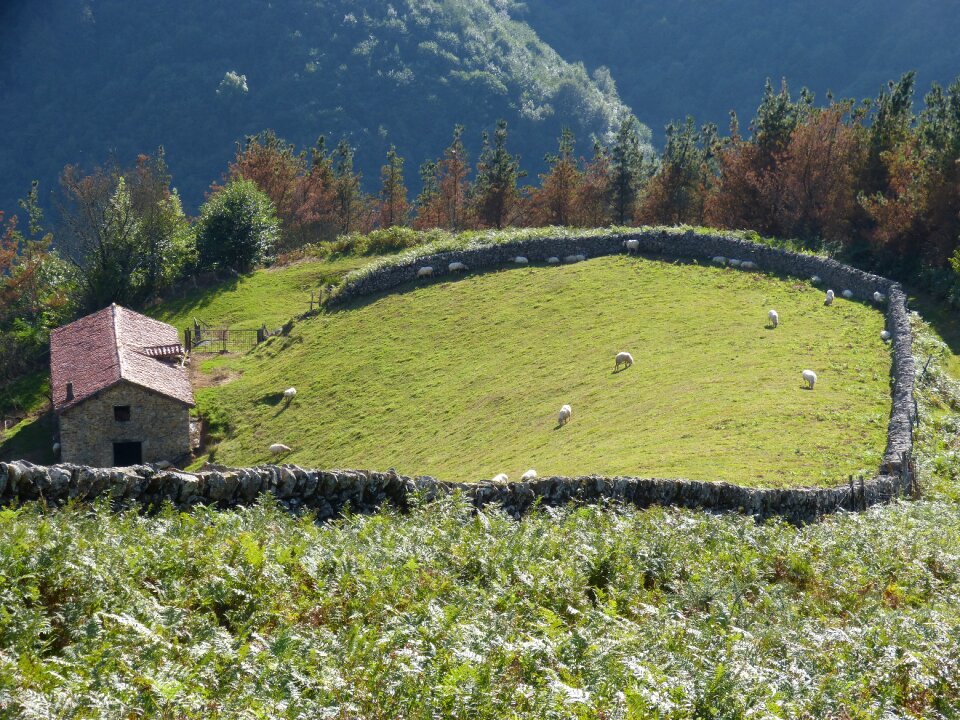 Pyrenees hamlet sheep