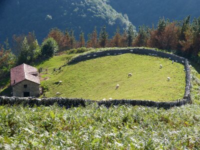 Pyrenees hamlet sheep