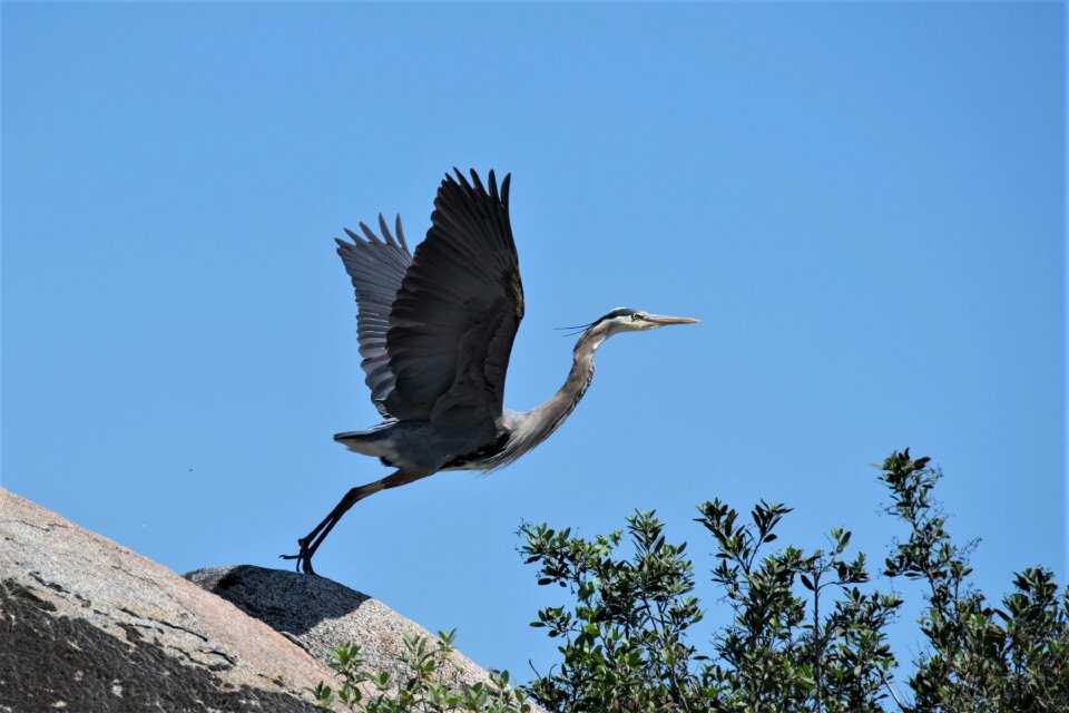 Animal wing heron