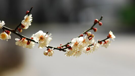 Stem floral the nature of the