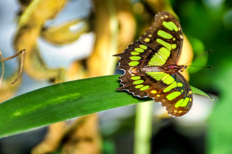 Green insect beautiful